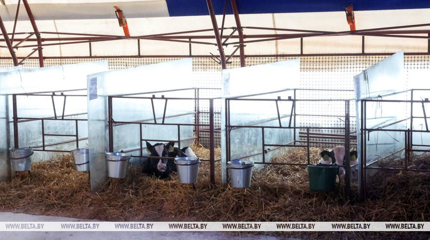 В Беларуси планируют возвести 48 современных МТК и более 500 профилакториев для телят
