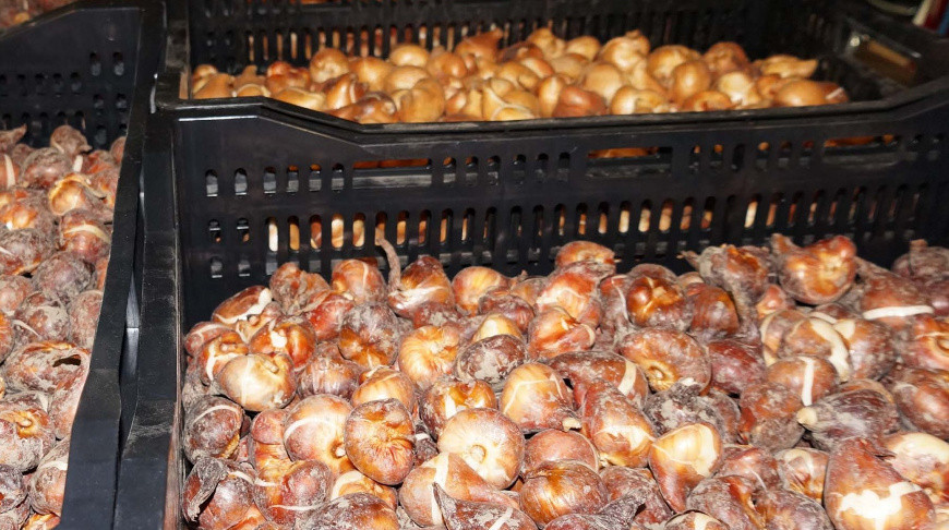 О нюансах ввоза луковиц тюльпанов из-за границы рассказали в ГТК