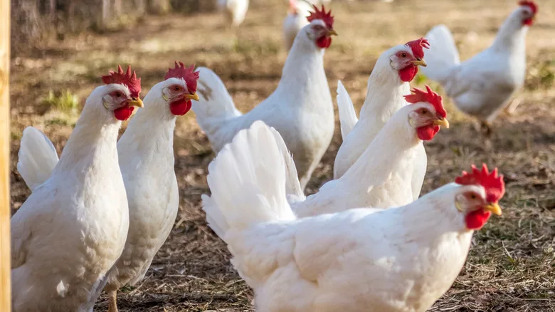 Защита пернатых от болезни Ньюкасла