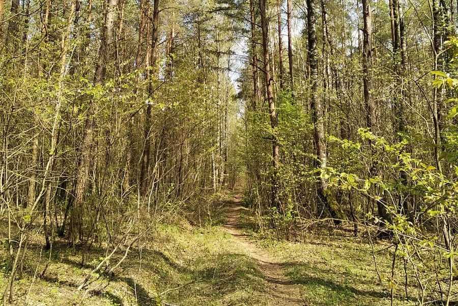 16 марта в Беларуси стартует добровольная кампания «Лес! Дабро! Парадак!»
