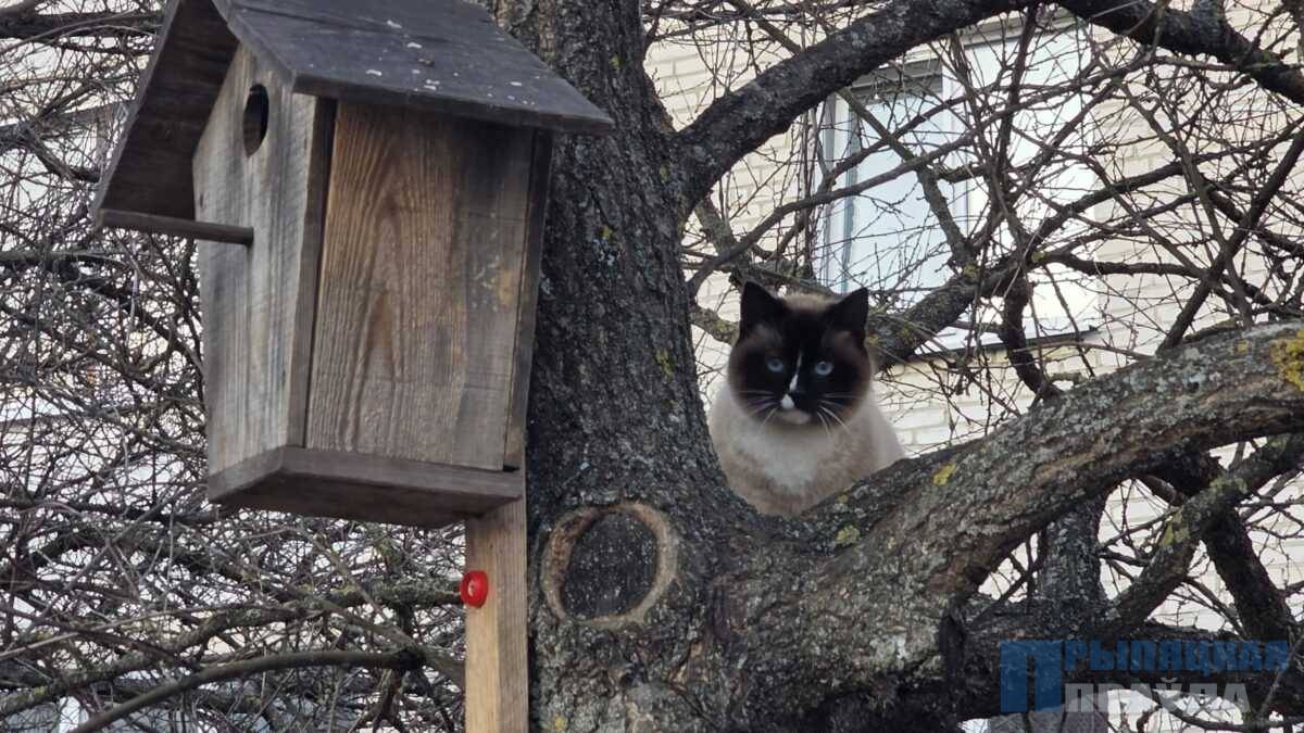 Коты прилетели