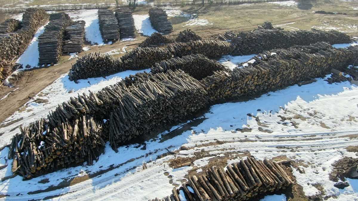 В Гомельской области выявлены многочисленные факты порчи заготовленной древесины