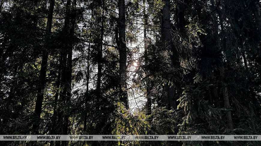Запреты на посещение лесов действуют в семи районах Беларуси