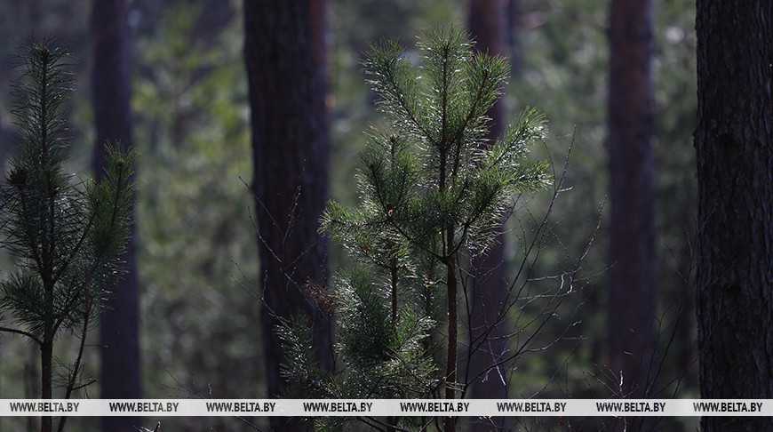 Запреты на посещение лесов действуют в 19 районах Беларуси