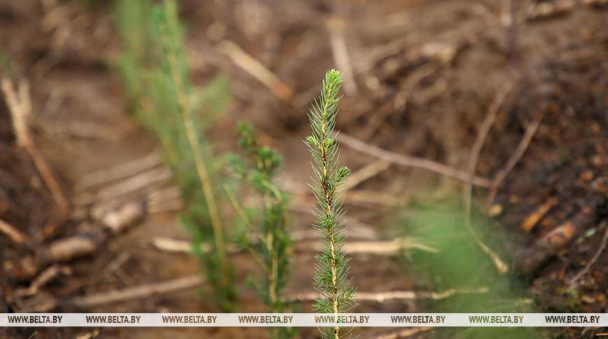 Около 20 тыс. га новых лесов будет создано в Беларуси в этом году