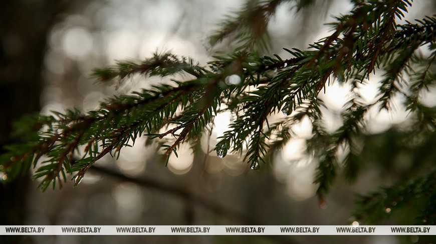 Почти на всей территории Беларуси введены ограничения на посещение лесов
