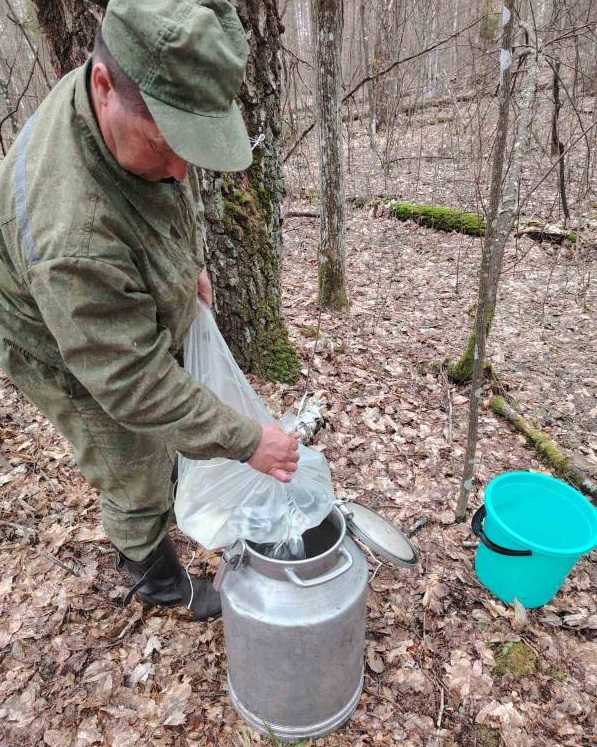 На Наровлянщине в самом разгаре заготовка березового сока