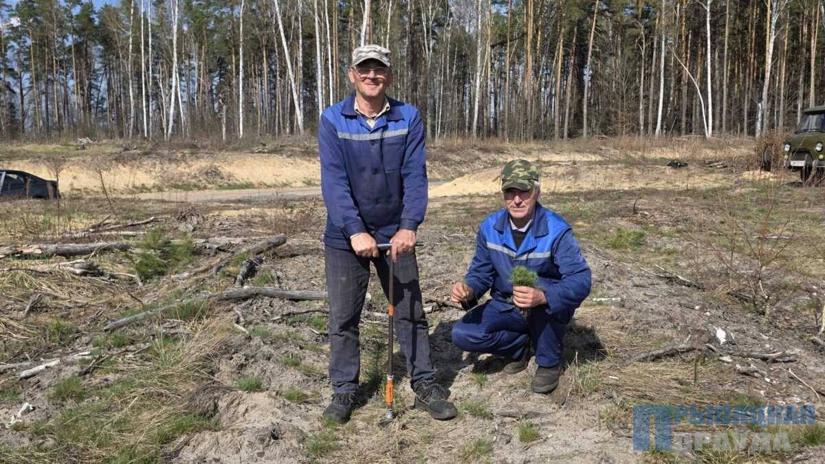 Множатся деревьями леса Наровлянщины