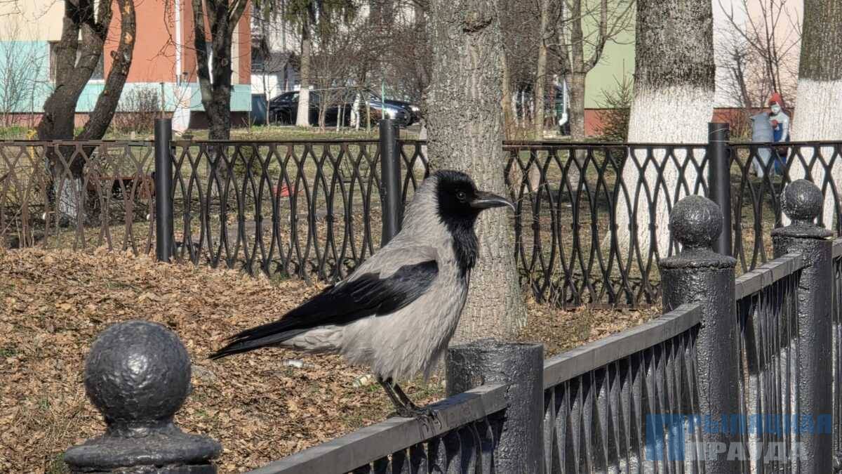 Умная ворона