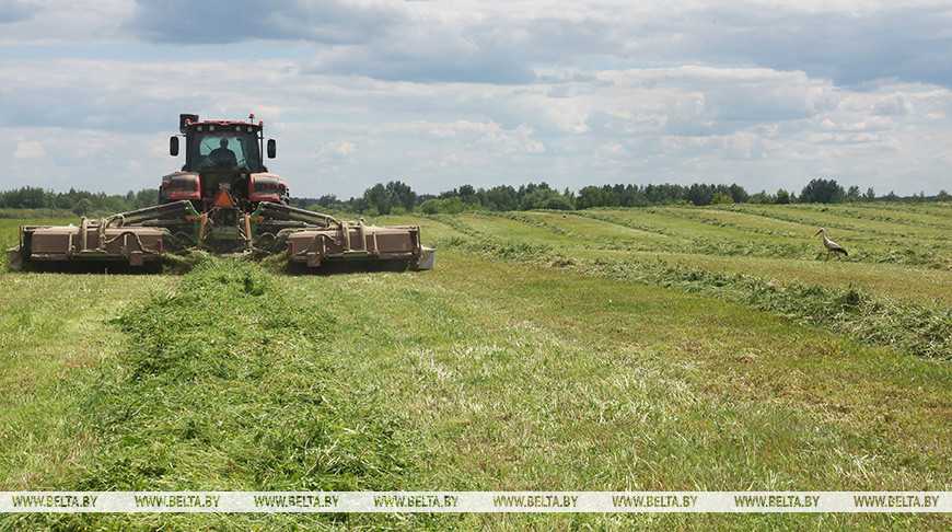 Первый укос трав проведен в Беларуси на 82% запланированных площадей 