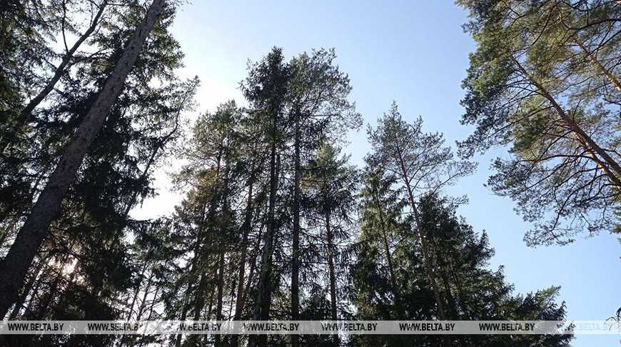 Ограничения на посещение лесов действуют в 46 районах Беларуси
