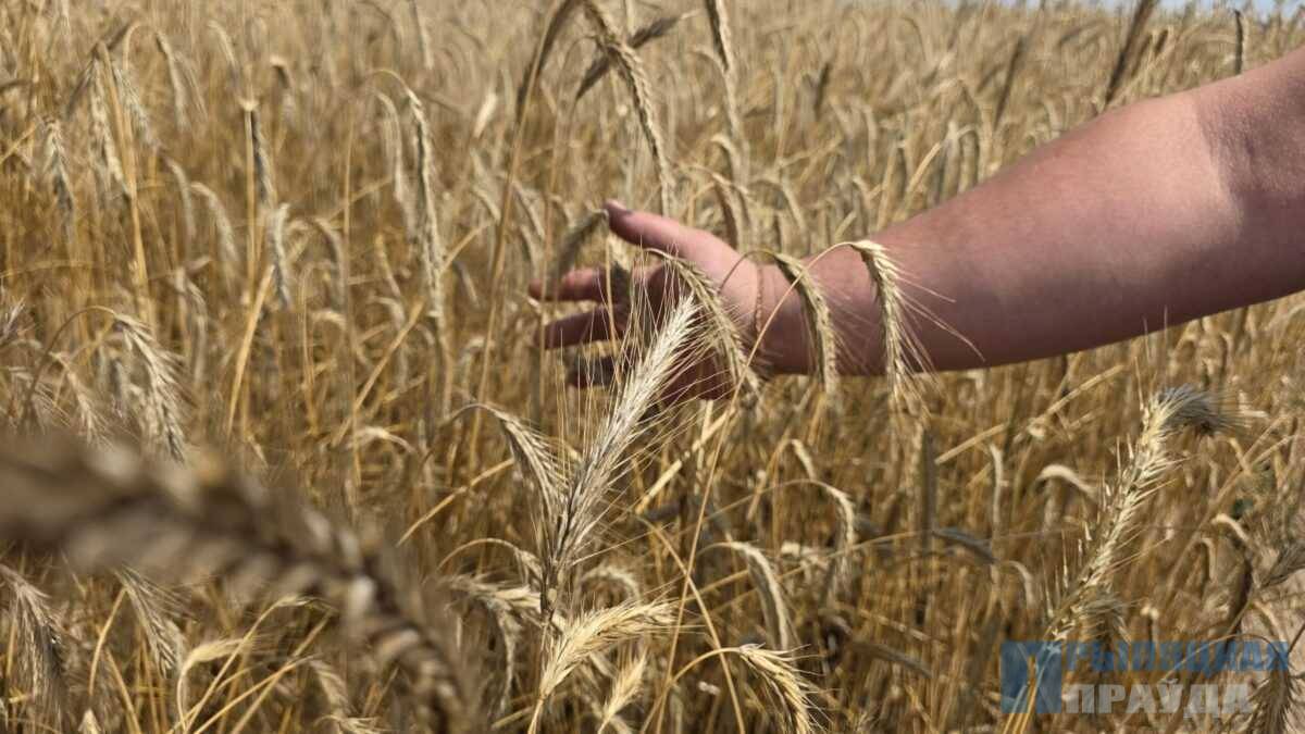 Уборочная компания на Наровлянщине в самом разгаре