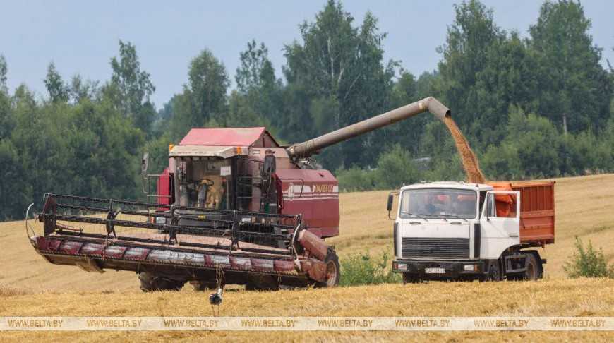 В Беларуси намолотили более 4,6 млн тонн зерна