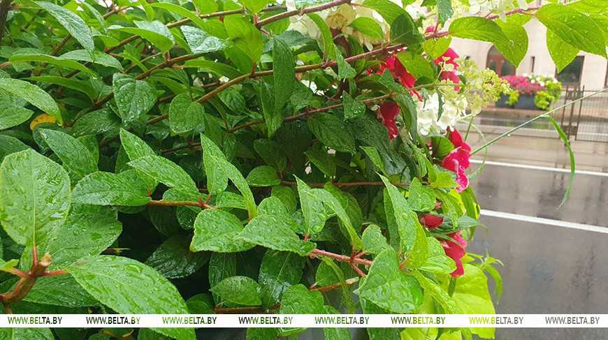 Придется ли брать зонты на линейку? Синоптики рассказали о погоде 1 сентября