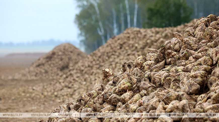 Первый миллион тонн сахарной свеклы накопали хозяйства Беларуси 