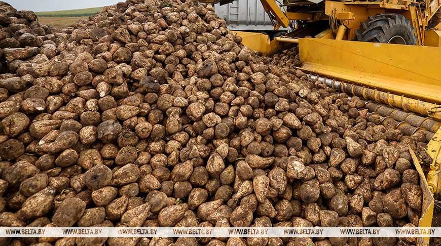 Белорусские аграрии накопали более 2,4 млн тонн сахарной свеклы