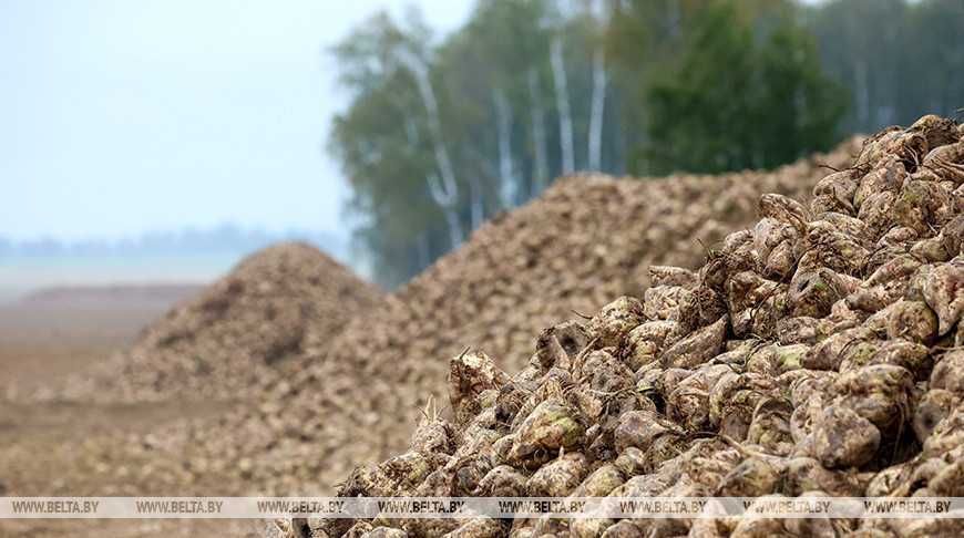 Аграрии Беларуси убрали 54% площадей сахарной свеклы